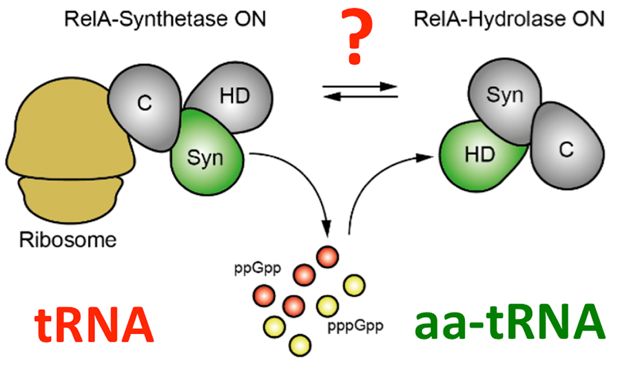 Regulation of (p)ppGppmetabolic activities of RelA, Rel and SpoT